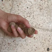 کلک خشک|گل و گیاه طبیعی|لردگان, |دیوار