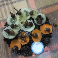 واگذاری حلزون (توضیحاتو کامل مطالعه کنید)
