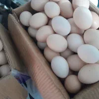 دستگاه جوجه کشی اجاره ای