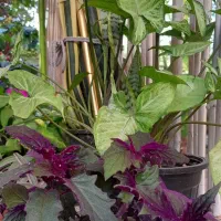 گل و گیاهان آپارتمانی و فضای باز