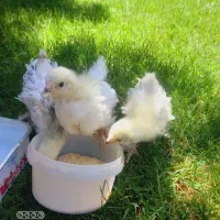 جوجه برهما لایت