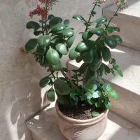 گلدون طبیعی