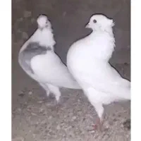 کبوتر گردن اسبی