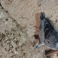 جوجه