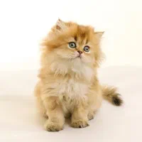 گربه همتا بریتیش