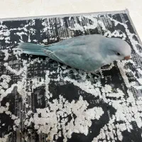 جوجه راهب بلو اسکای