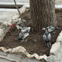 جوجه خروس وخروس سیبرایت