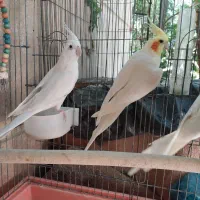 عروس هلندی