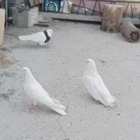 کبوتر|پرنده|نجف‌آباد, گلدشت|دیوار