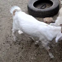 بزبادوتاکره