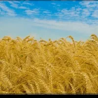 گندم|خدمات باغبانی و درختکاری|جوادآباد, |دیوار