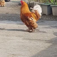 خروس برهما پاپر