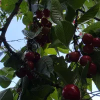 گیلاس ارگانیک بدون کود شیمیای سر زمین چیده نشده