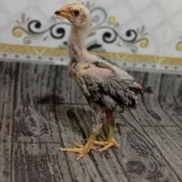 جوجه لاری
