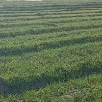 6-هکتار-زنین-کشاورزی