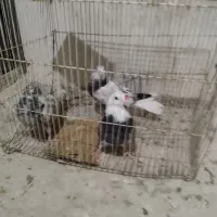 جوجه کفتر