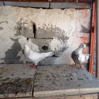 چند جفت کبوتر بهبهانی درجه یک
