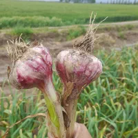 به چند نفر کارگر برای برش وسرت سیر