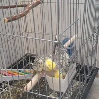 جوجه عروس هلندی دستی