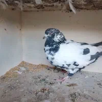 کفتر خال سیاه