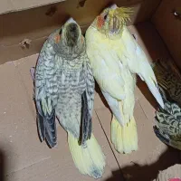 جوجه عروس هلندی