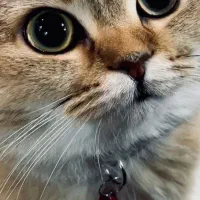 گربه
