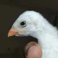 جوجه شاخدار