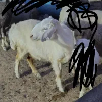 گوسفند
