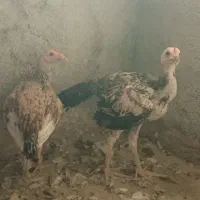 جوجه لاری.