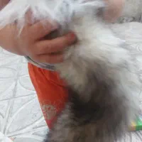 دم روبا