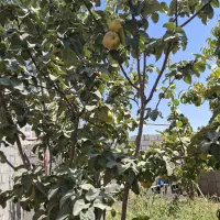 فروش باغ