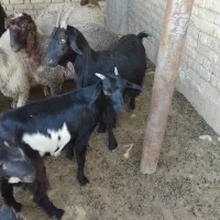 حیوان داشتی