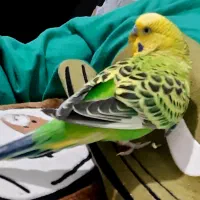 مرغ عشق نر