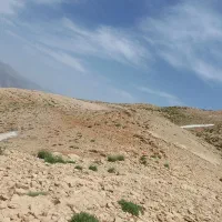 اصل آویشن کوه سفید