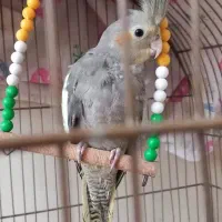 عروس هلندی تازه دون خور شده