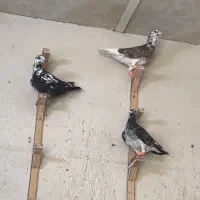 کفتر