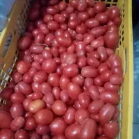 رب گوجه خانگی