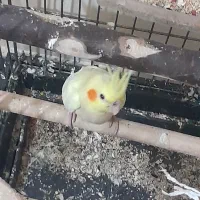 5 عدد جوجه عروس هلندی زیر قیمت