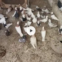 خریدو‌فروش‌انواع‌کبوتر