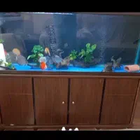 آکواریوم|ماهی|فردیس, شهرک ارم|دیوار