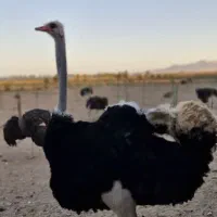 شترمرغ پروار و پایه پروار . بوقلمون گوشتی