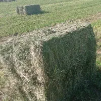 یونجه خشک ودرجه یک