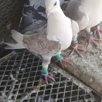 پشت پلاکی