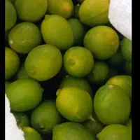 فروش لیمو ترش