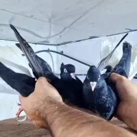 جفت اشعل چشم نوک صدف ۱۲ پردم قواره دار