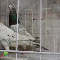 کبوتر نرماده سار سرور