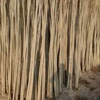 نهال انواع صنوبر