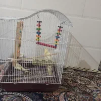 دوتا جوجه عروس هلندی سرلاکی
