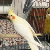 عروس هلندی
