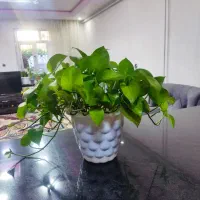 گل پتوس